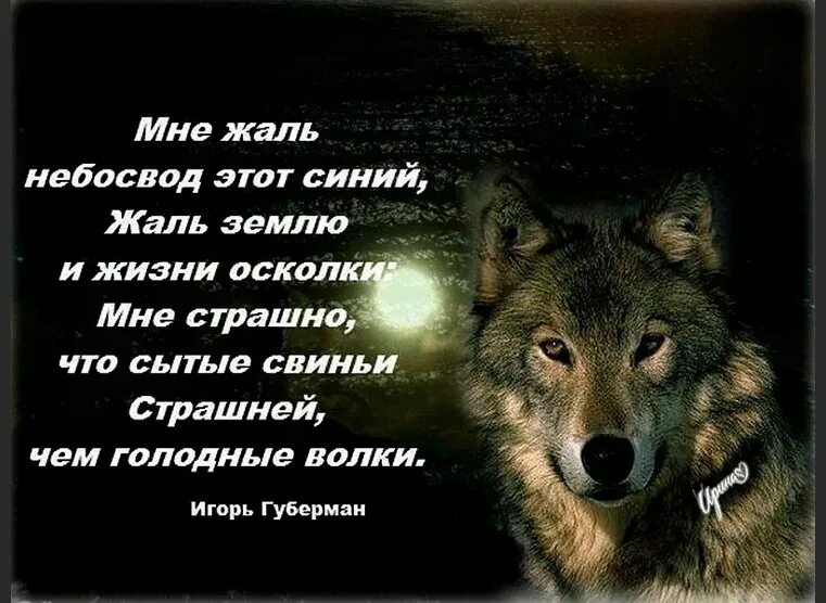 Картинки с волками цитатами