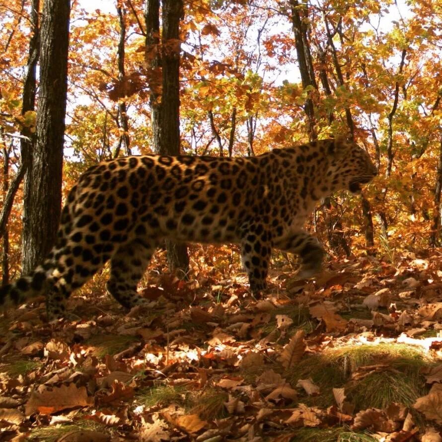 Национальный парк «земля леопарда» (приморье). Парк земля леопарда. Земля леопарда национальный парк. Земля леопарда национальный парк территория. Национальный парк «земля леопарда» уссурийск.
