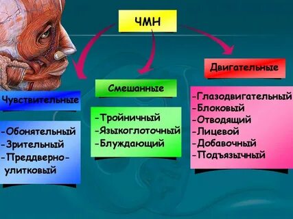 Функции черепных нервов