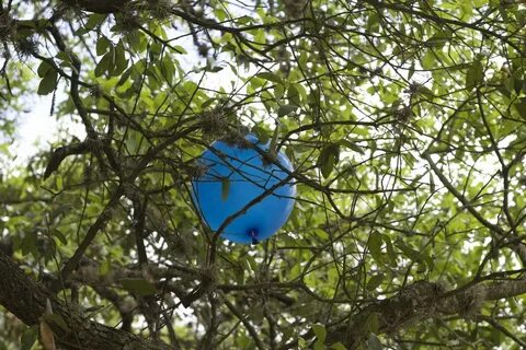 Растение в виде шара на деревьях
