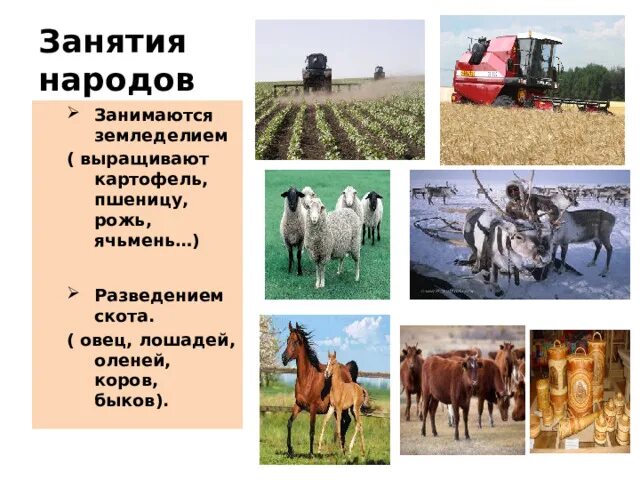 Чем занимаются народы россии