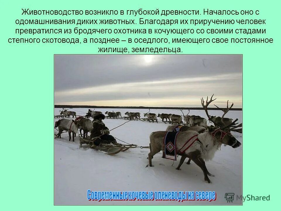 Какая отрасль животноводства развита на крайнем севере. Роль животноводства в жизни человека. животноводство возникло в глубокой древности,. значение животноводства в жизни человека. роль скотоводства в жизни человека.