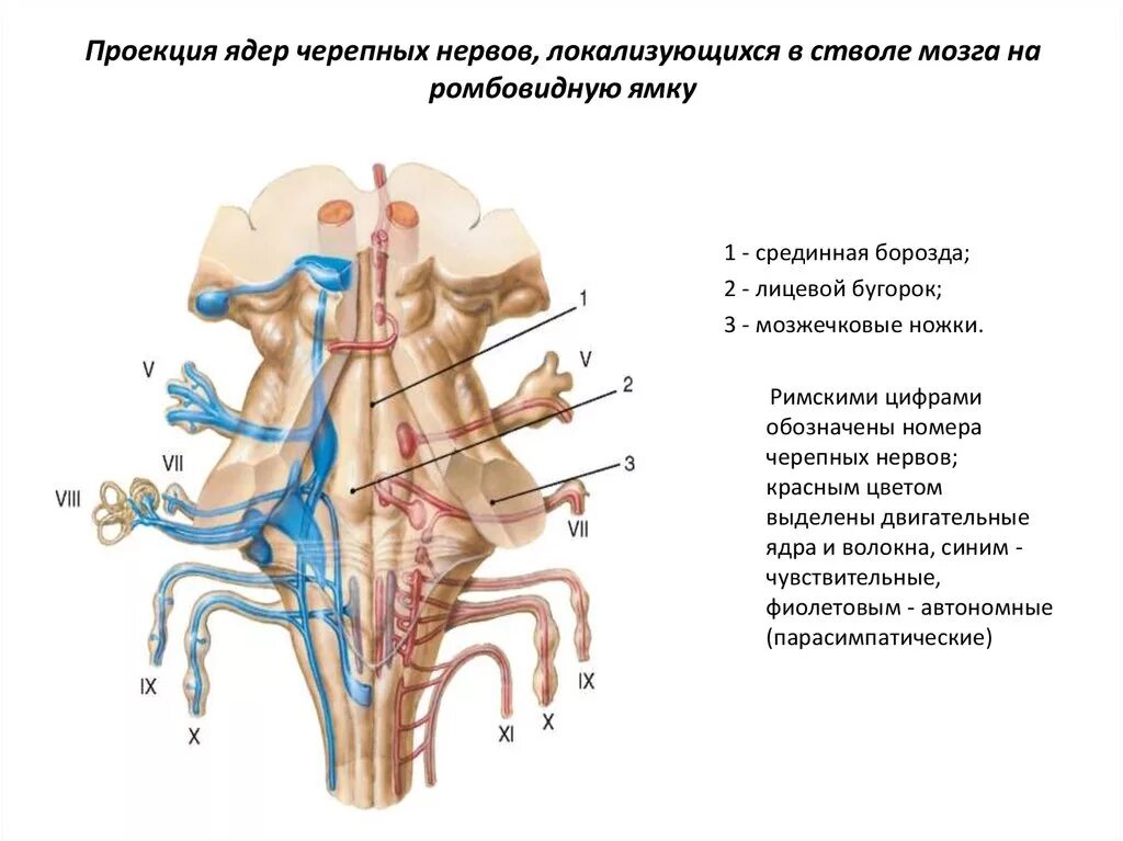 Ядра черепных нервов схема. Проекция ядер черепно-мозговых нервов. Ствол мозга ядра черепных нервов. Ядра черепных нервов в стволе головного мозга.