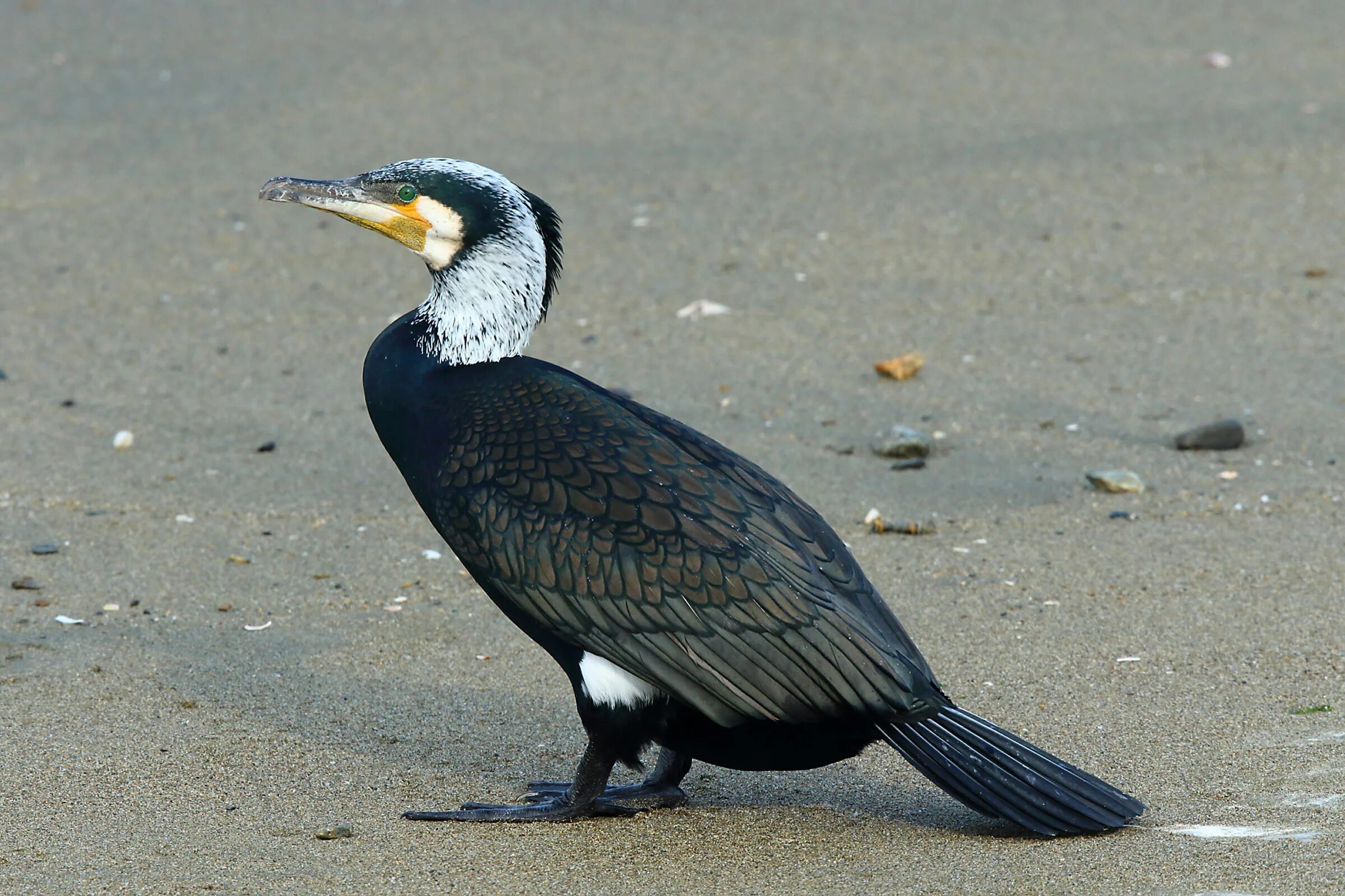 Как выглядит баклан. Уссурийский баклан. капский баклан. phalacrocorax carbo. королевский баклан.
