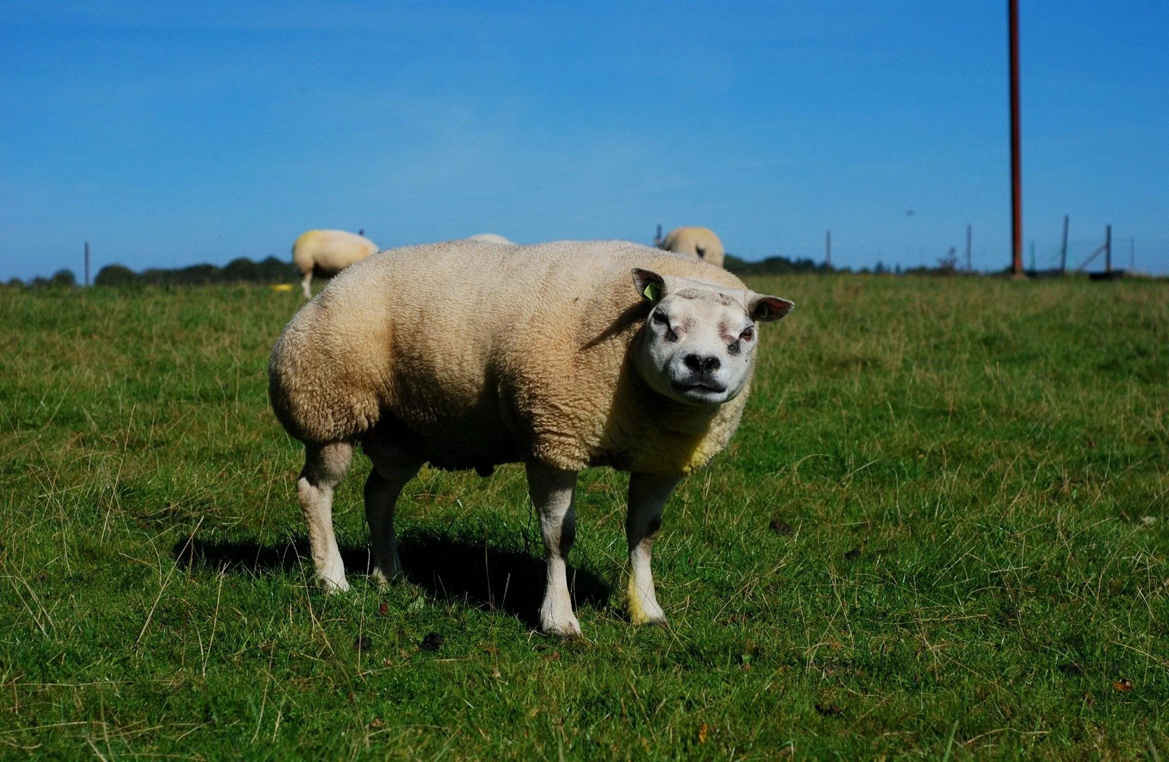 Порода баранов тексель. Тексель порода овец. Texel sheep. Тексель овцы скрещивание. Овцы тексель.