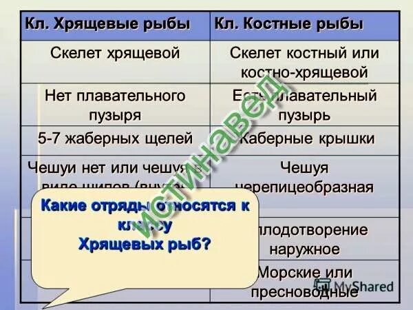 классы рыб хрящевые костные. костно-хрящевые рыбы представители. костные рыбы и хрящевые рыбы. хрящевые рыбы строение. дыхание хрящевых рыб и костных рыб.