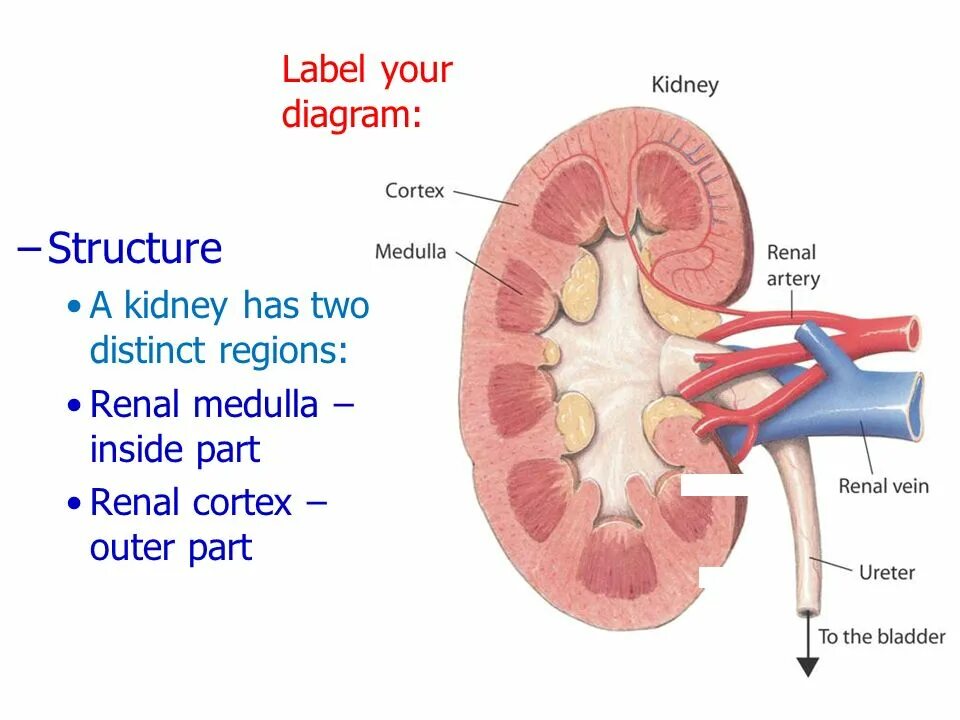 Label the diagram. Medulla of the kidney. kidney diagram. renal structure. renal medulla.