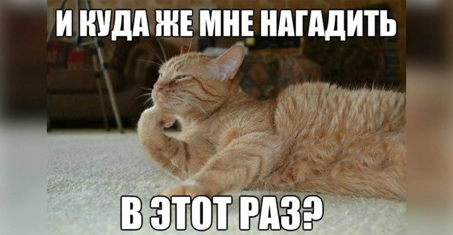 Котики мы. Наркотэ. Смешные рыжие коты с надписями. Смешной рыжий кот. Удивленный кот.