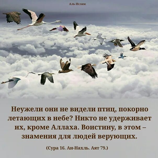 Часто вижу птиц. Неужели они не видели птиц покорно летающих в небе. приснилась птица. коран неужели они не видят покорно летающих в небе. и даже птицы замолкнут.