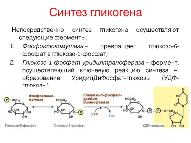 Синтез гликогена из глюкозо-6-фосфата. Гликоген в глюкозо 6 фосфат. Реакцию образования глюкозо-1-фосфата из гликогена катализирует. Глюкозо 1 фосфат в глюкозо 6.