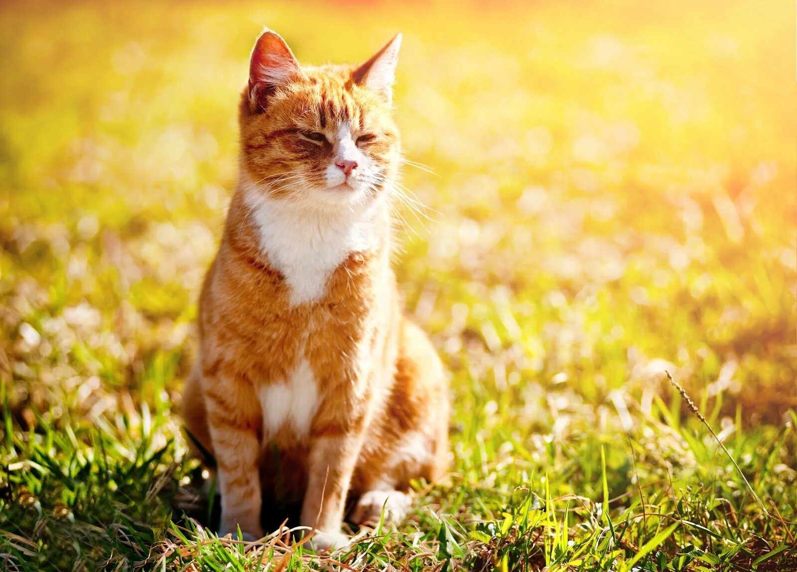 Кот как солнышко сияет. Рыжий кот. кот на солнце. кот на солнышке. котик на солнышке.
