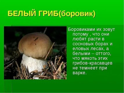 Белый гриб под какими деревьями