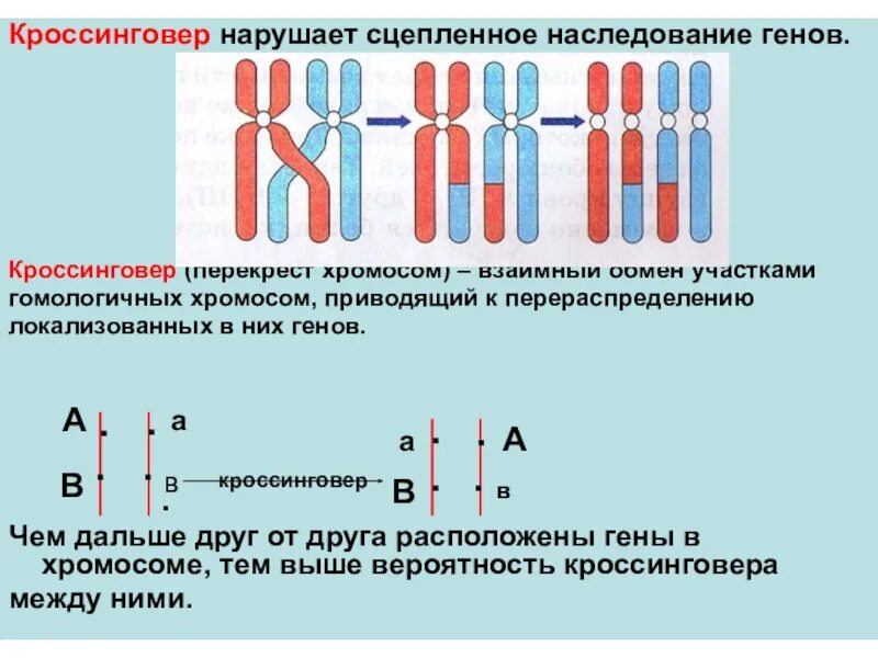 Какова вероятность кроссинговера между хромосомами
