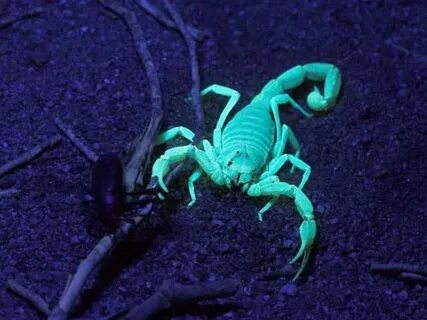 Scorpion night