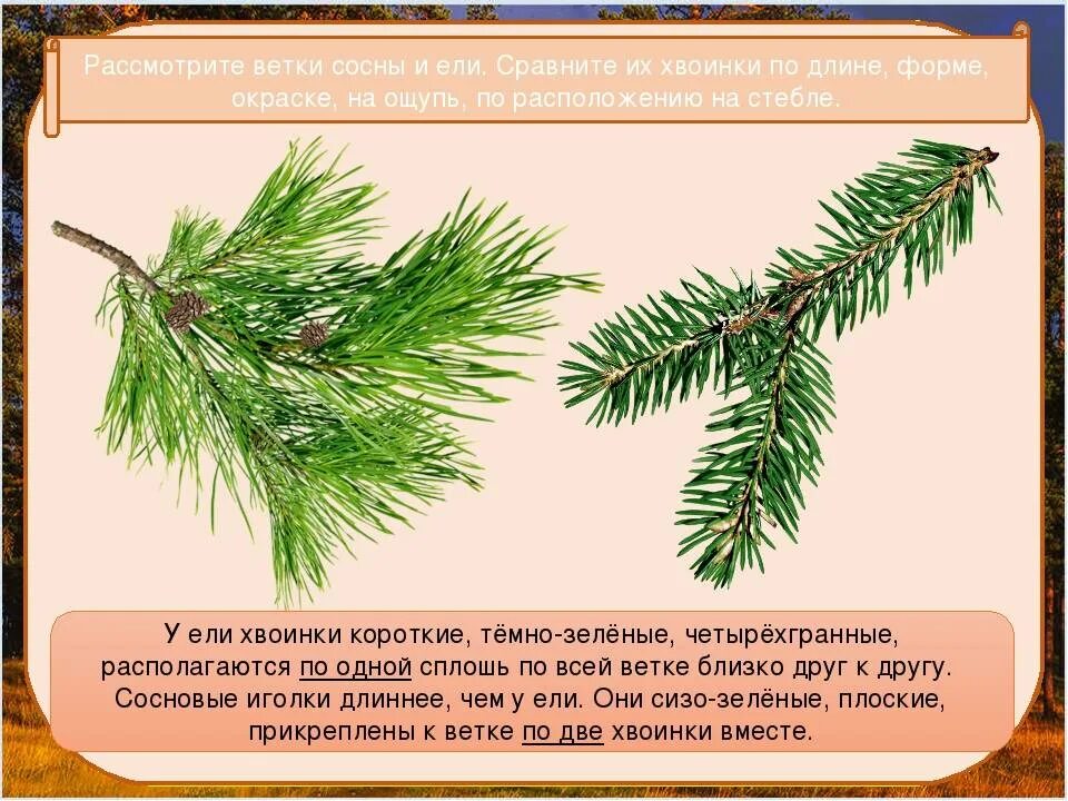 Ель и сосна отличия хвоинок. Расположение хвоинок у сосны. Расположение хвоинок у сосны обыкновенной. Ветки ели и сосны.