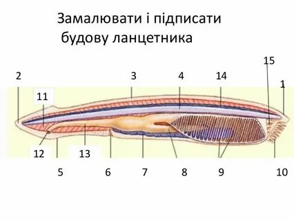 Класс ланцетники строение покровов тела