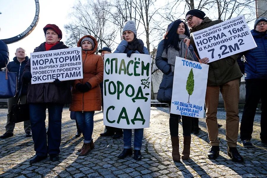 Плакаты против вырубки леса. Я против вырубки леса. Нельзя рубить деревья. Я против вырубки леса. Против вырубки леса фото.