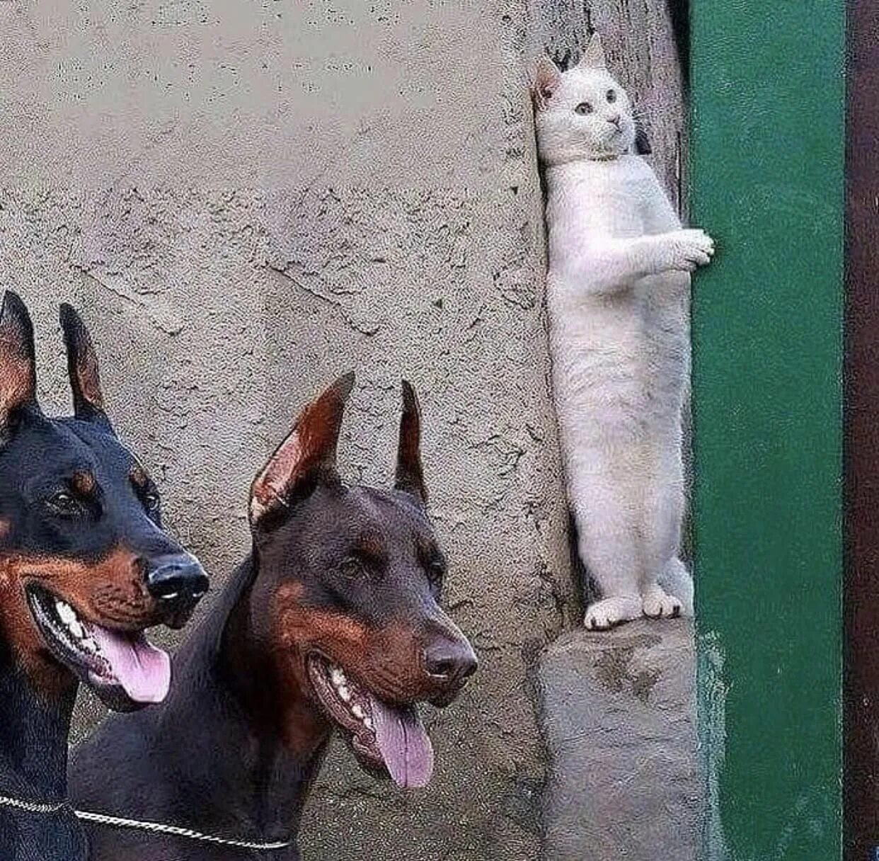 Сколько не жмись к стене. Кот прячется от собак. Кот прячется от доберманов. Кот прячется от собак Мем. Кот прячется от собак за углом.