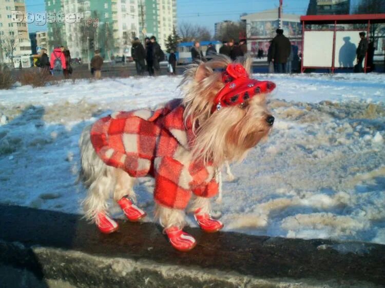 можно ли йоркам гулять зимой. собачки в зимней одежде. йоркширский терьер зима. можно ли йоркам гулять зимой. йоркширский терьер зима.