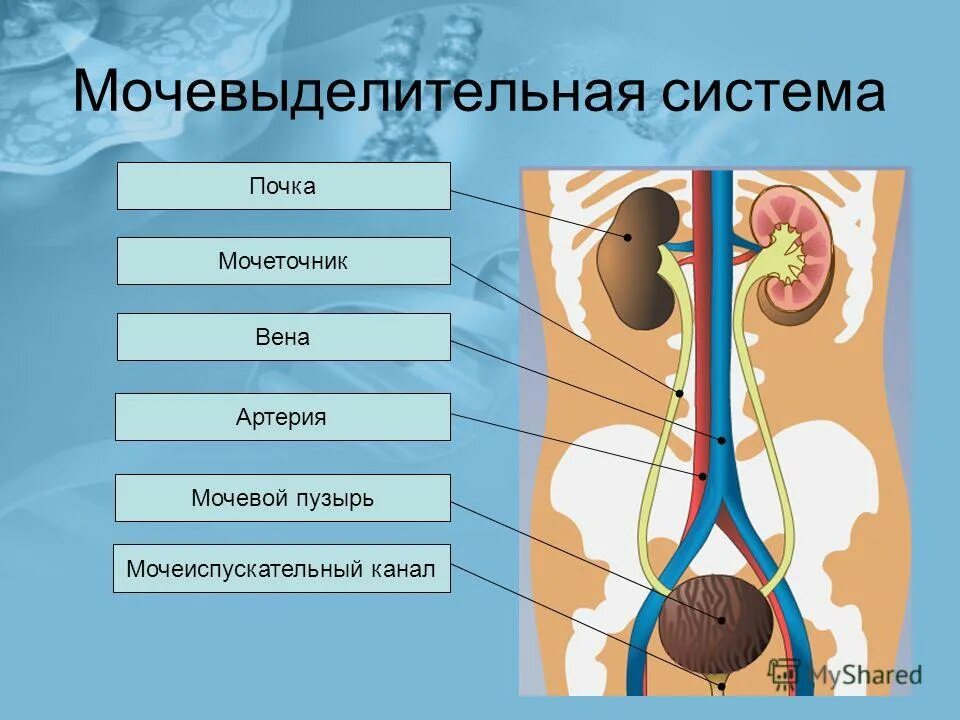 Как взаимосвязаны строение и функции мочевыделения