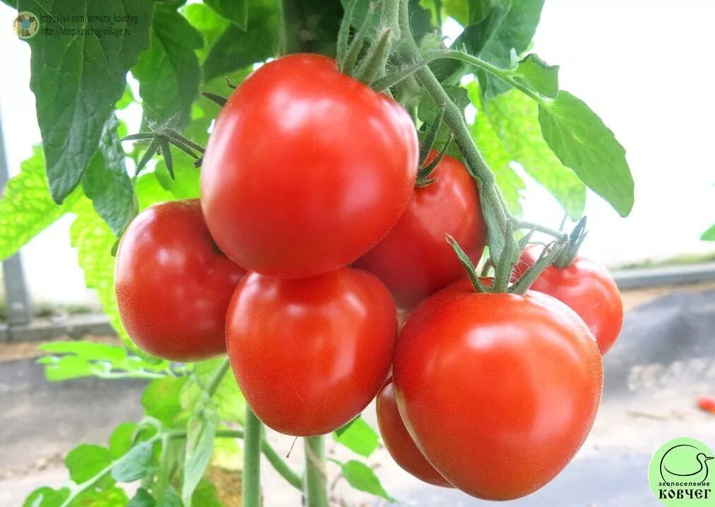 Кубышка томат отзывы. Кубышка Сибирская томат. Сорт помидор кубышка. Томат кубышка Изумрудная. Томат полная кубышка СЕДЕК.