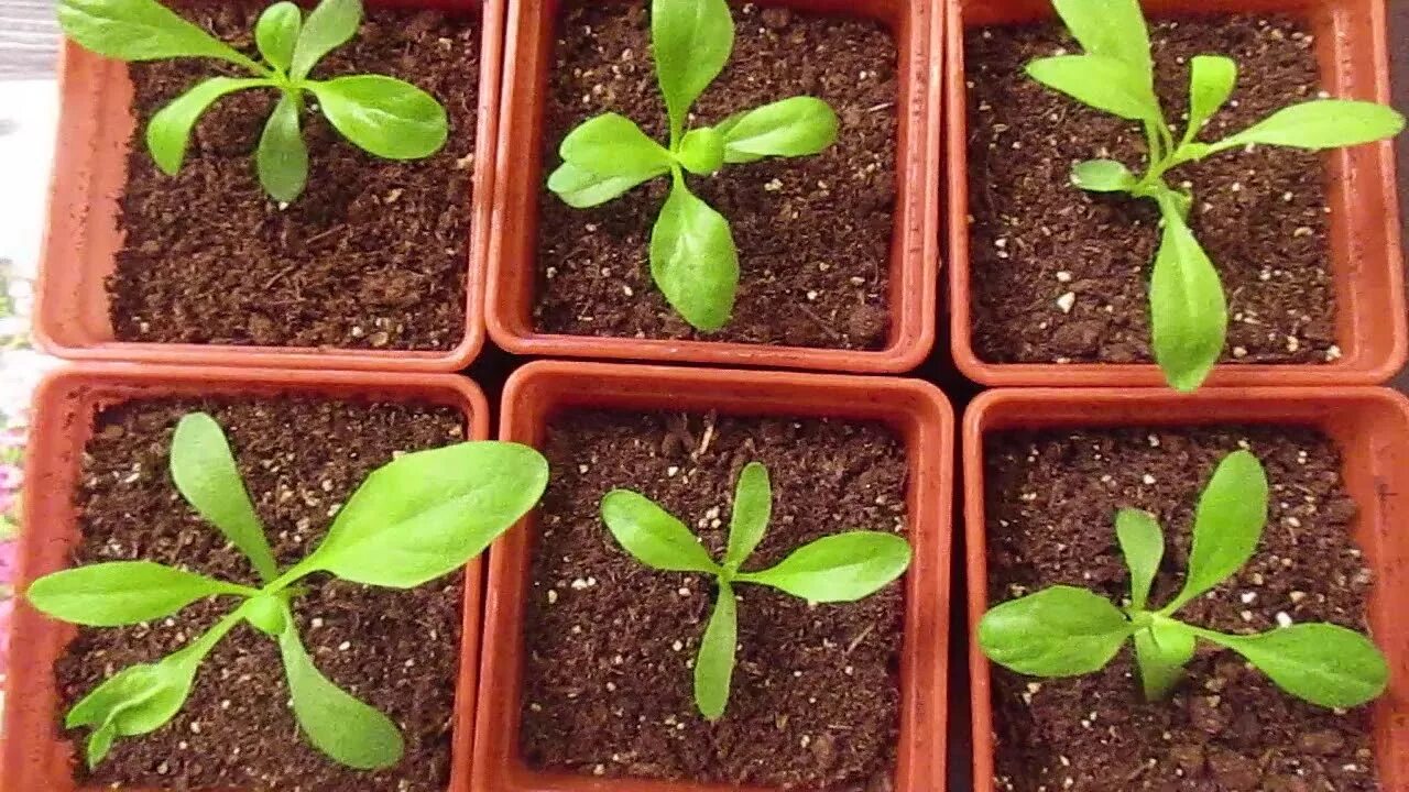 Остеоспермум рассада. Когда прищипывать остеоспермум в рассаде. Когда прищипывать остеоспермум в рассаде. Остеоспермум рассада. Остеоспермум ростки.