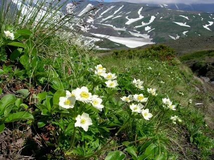 Растения камчатки