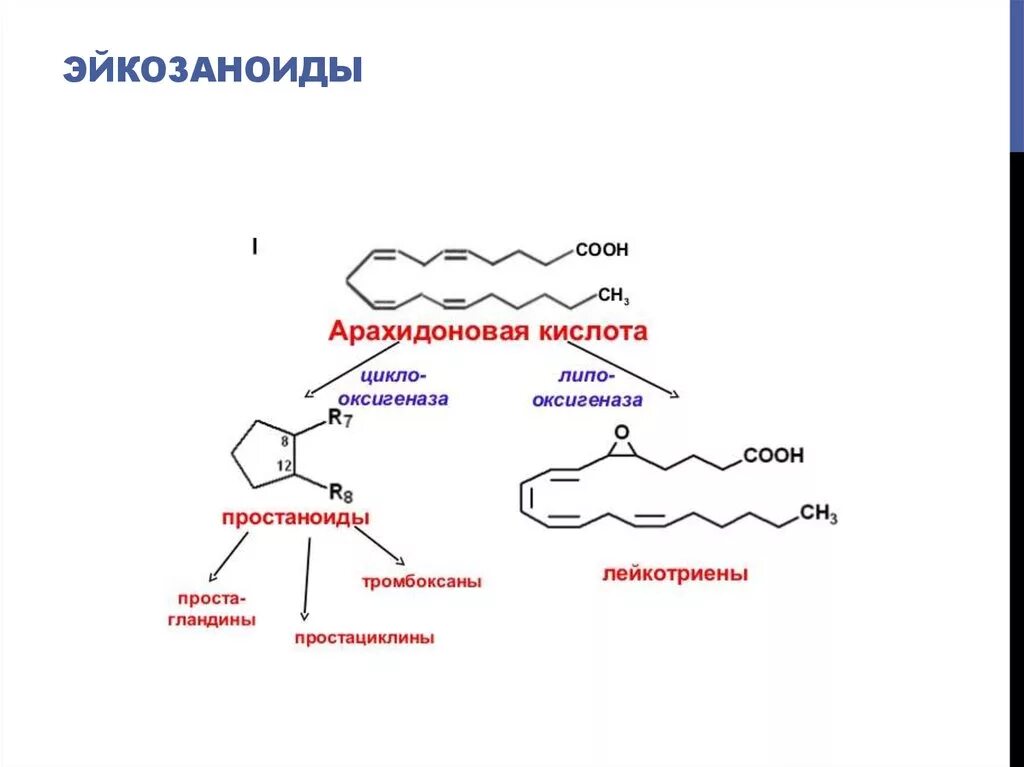 Формула арахидоновой кислоты. Арахидоновая кислота формула биохимия. Арахидоновая кислота химическое строение. Тромбоксан арахидоновая кислота. Эйкозаноиды функции биохимия.