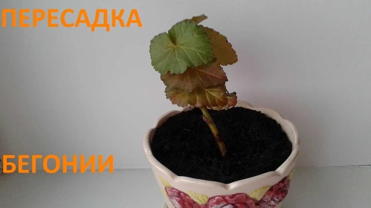Прищипывать ли бегонию клубневую