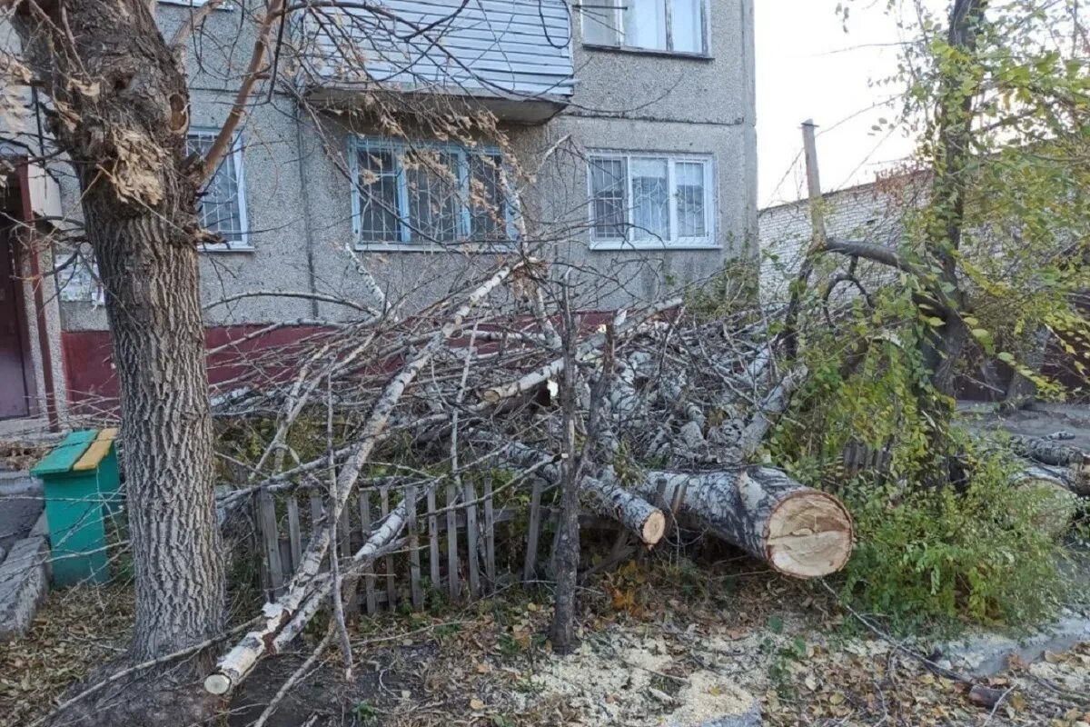 Ураган в Барнауле 23 июня. Ураган в Барнауле 2022. Ураган в Барнауле. Упавшее дерево.