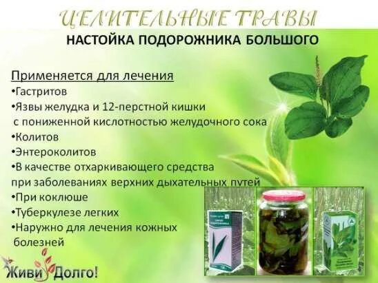 Листья подорожника для желудка. Подорожник лекарственный препарат. Настой травы подорожника большого. Подорожник для кишечника лечение. Подорожник для кишечника лечение.