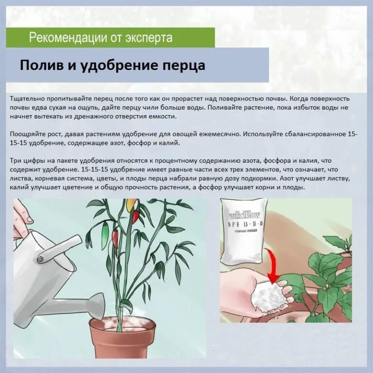 Сколько раз в неделю нужно поливать рассаду. Схема полива комнатных растений. Схема подкормки перца. Схема удобрений комнатных растений. Удобрение для полива цветов.