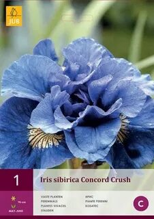 Iris crush jimmy
