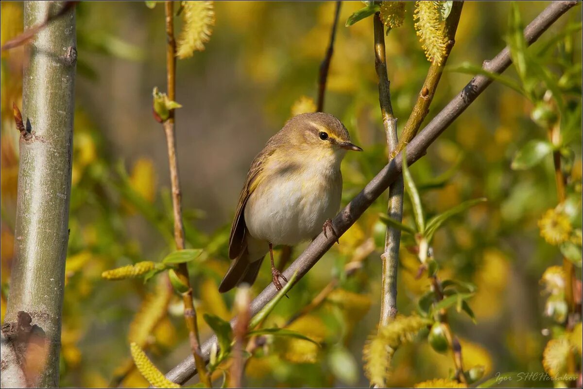 Пеночка-весничка. Пеночки-веснички Phylloscopus trochilus. Птицы Тропаревского лесопарка пеночка. Кто такая весничка.