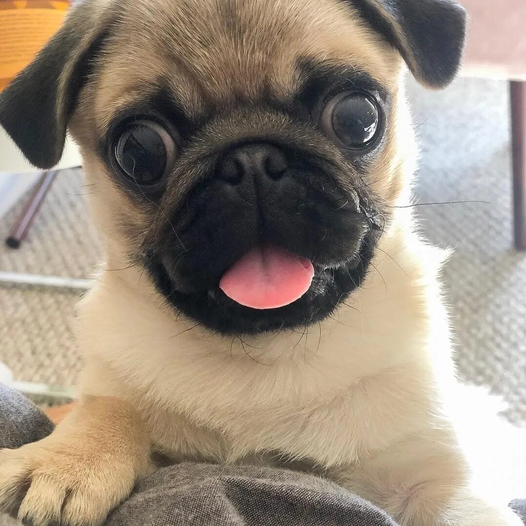 Pug собака. Порода мопс. мопсы и мопсики. собачка мопс. pug мопс.