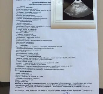 Протокол узи почек