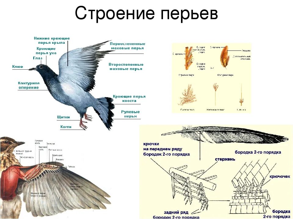 Особенности строения и жизнедеятельности птиц 8 класс. Внешнее строение птицы биология 7 класс схема. Класс птицы 7 класс биология строение внутреннее и внешнее. Внешнее строение птиц по биологии 8 класс. Общая характеристика класс птицы биология 8 класс.