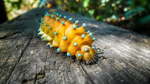 Гусеница короткая