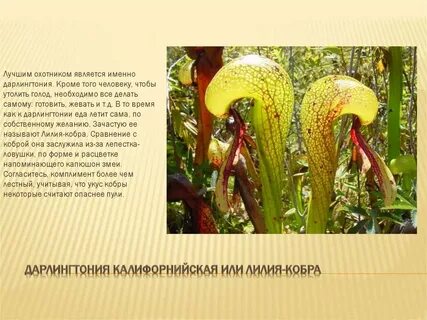 Опасные растения в мире