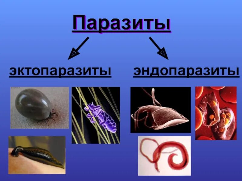 Чем наружные паразиты отличаются от. Разнообразие паразитов. Паразитические животные.