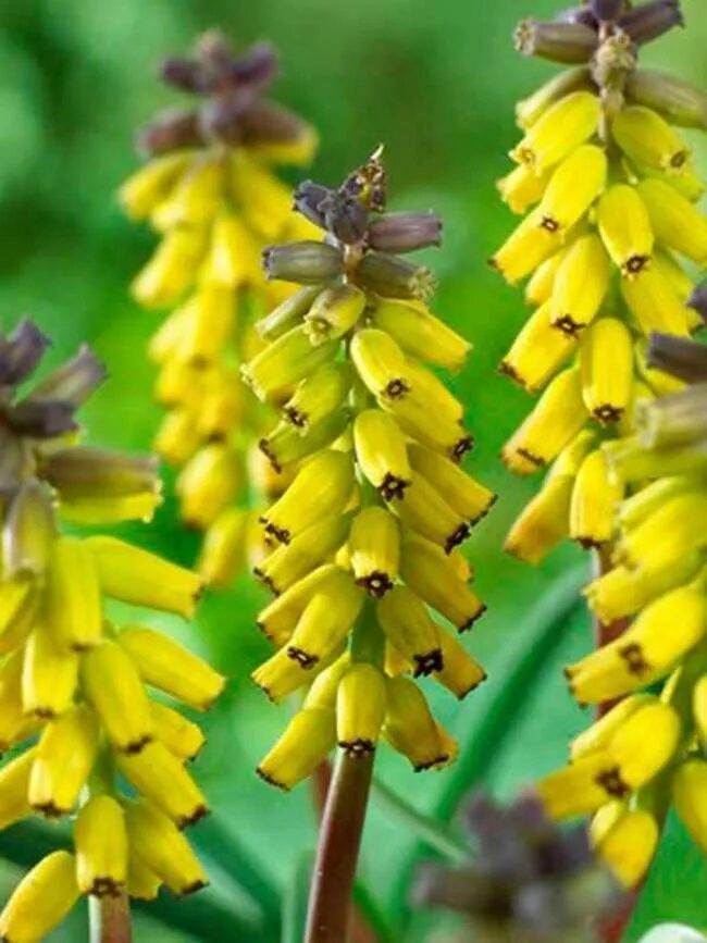 Golden fragrance