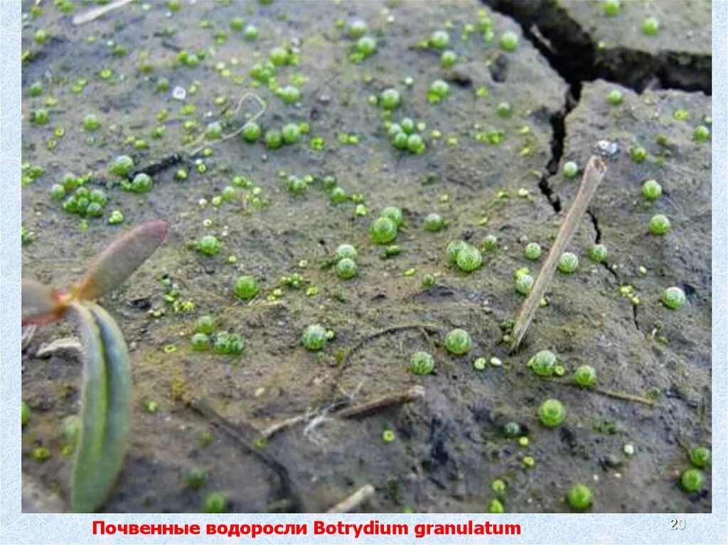 Эдафофильные водоросли. Botrydium granulatum. Ботридиум (Botrydium). Botrydium granulatum-шаровидная водоросль.