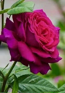 Rose hart