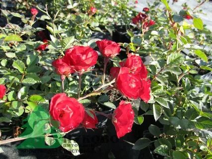 Scarlet rose