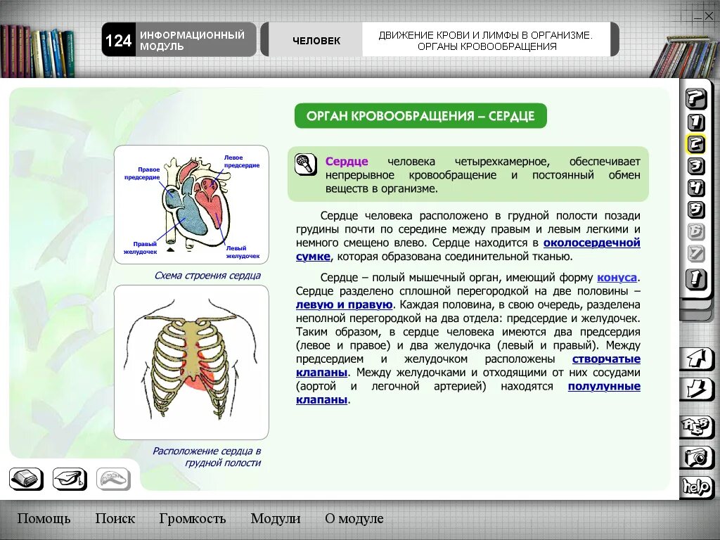 Биология 8 класс урок 7. Органы кровообращения. Органы кровообращения 8 класс биология. Кровообращение 8 класс конспект. Кровообращение 8 класс биология презентация.