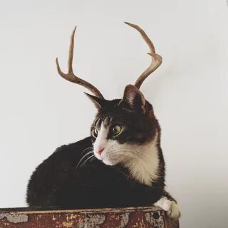 Кошка оленя