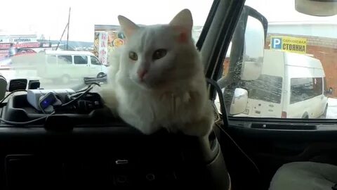 Кот ев дальнобойщик