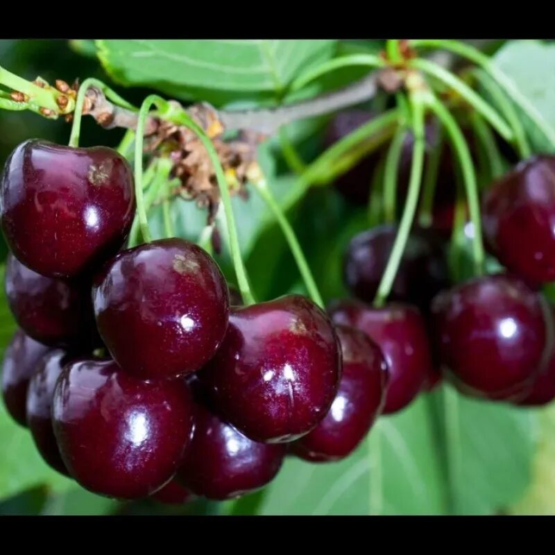 Черевишня дюк ночка. Черевишня дюк ивановна. Сорт вишни тургеневка. Черевишня дюк ночка. Черевишня (дюк) чудо-вишн.