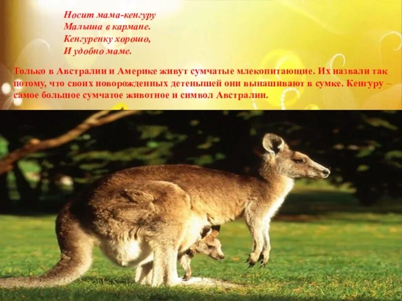 Кенгуру в сумке у мамы фото. Сумка кенгуру животное. Мама кенгуру бежала. 2 кенгуру. Мама кенгуру бежала.