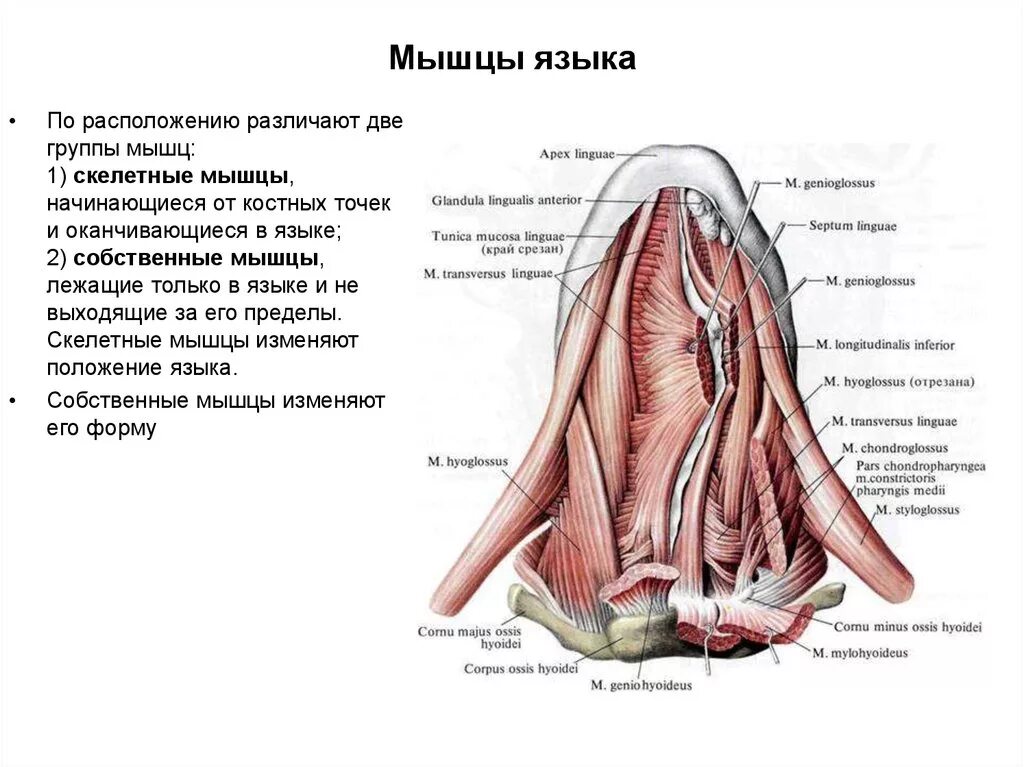 Мышцы языка латынь. Верхняя продольная мышца языка. строение языка снизу схема.